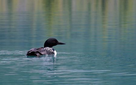Maine Loon swimming in a Maine Lake
